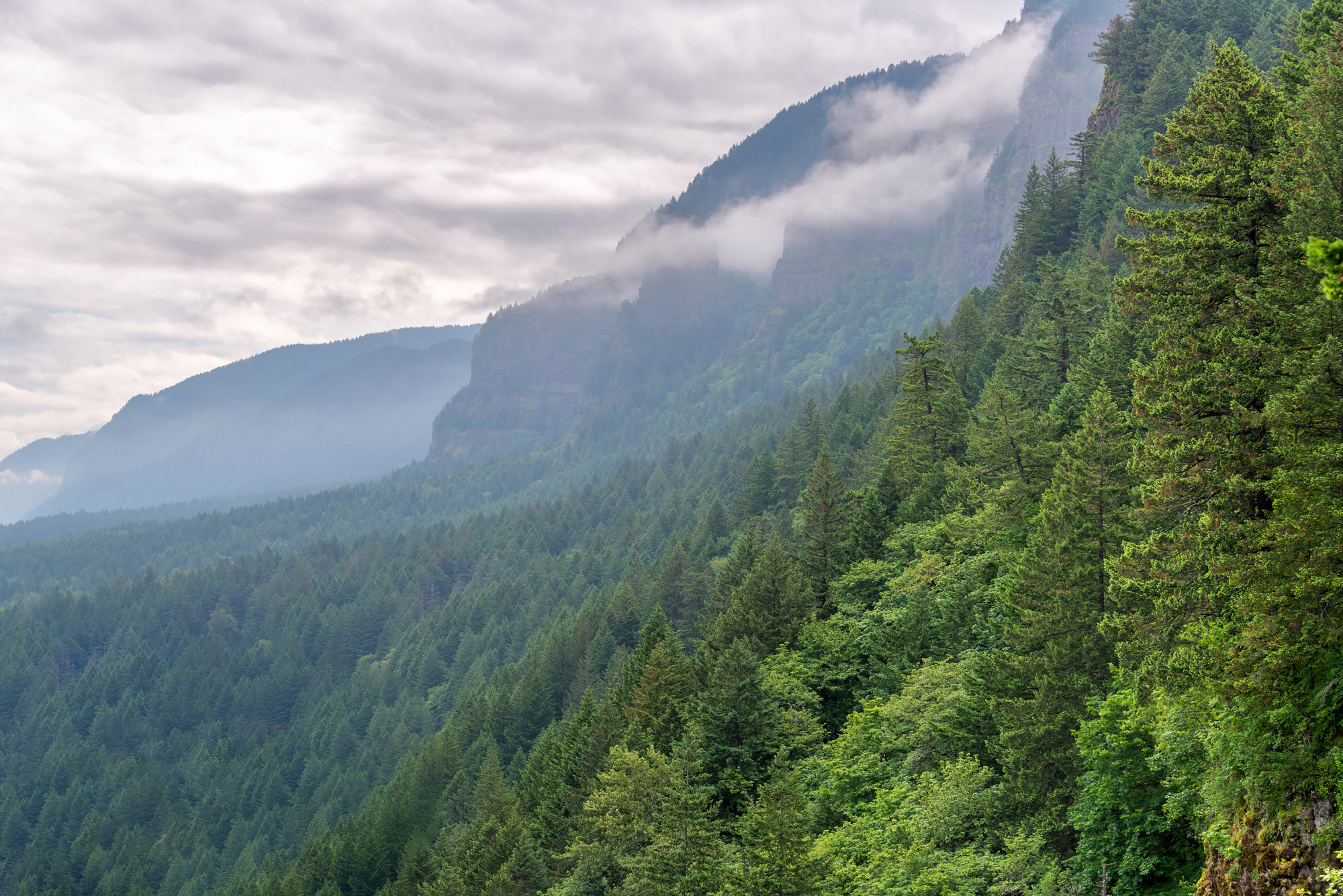PNW Forest